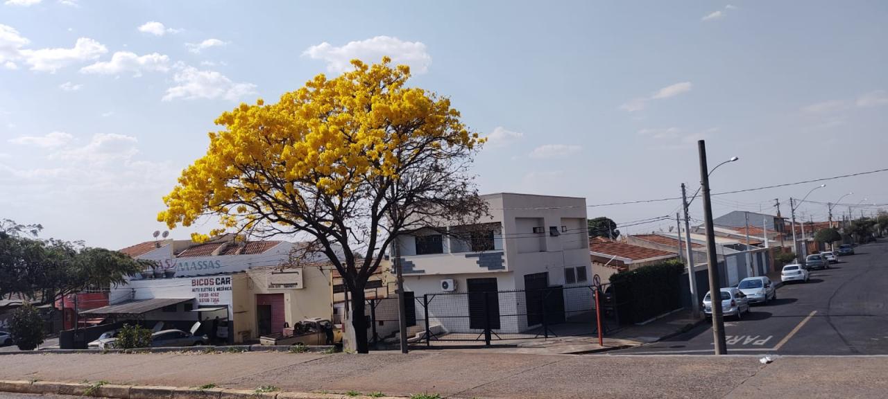 Foto 8 de 31 — Florada dos ipês dá novo colorido a Araraquara e internautas enviam fotos; veja